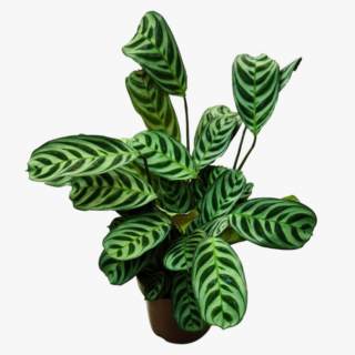 Calathea Stromanthifolia plant