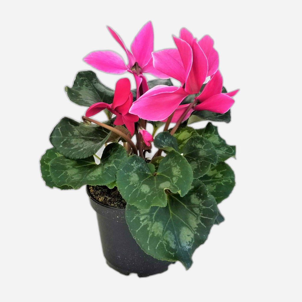 Cyclamen Plant Flowering Plant Balcony Plant Halaplants.ae