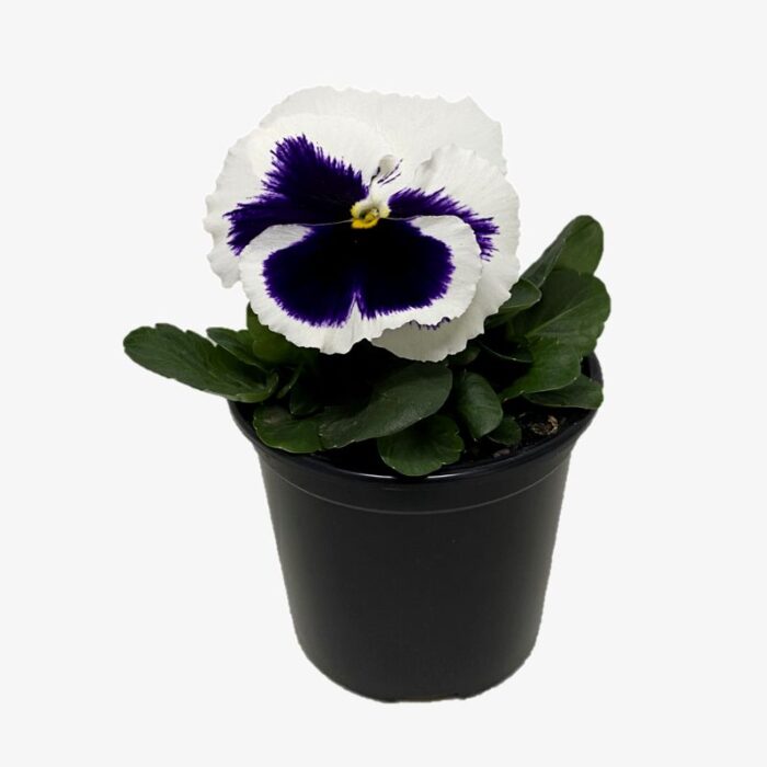 viola plant