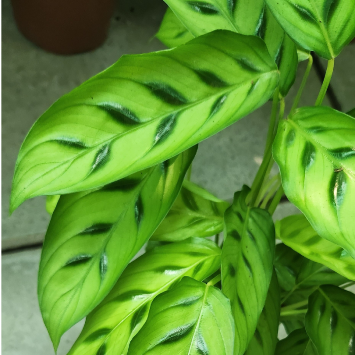 Calathea Freddie leave