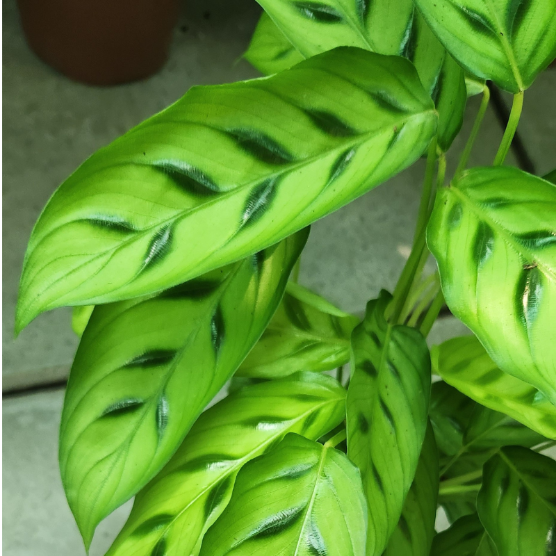 Calathea Freddie leave