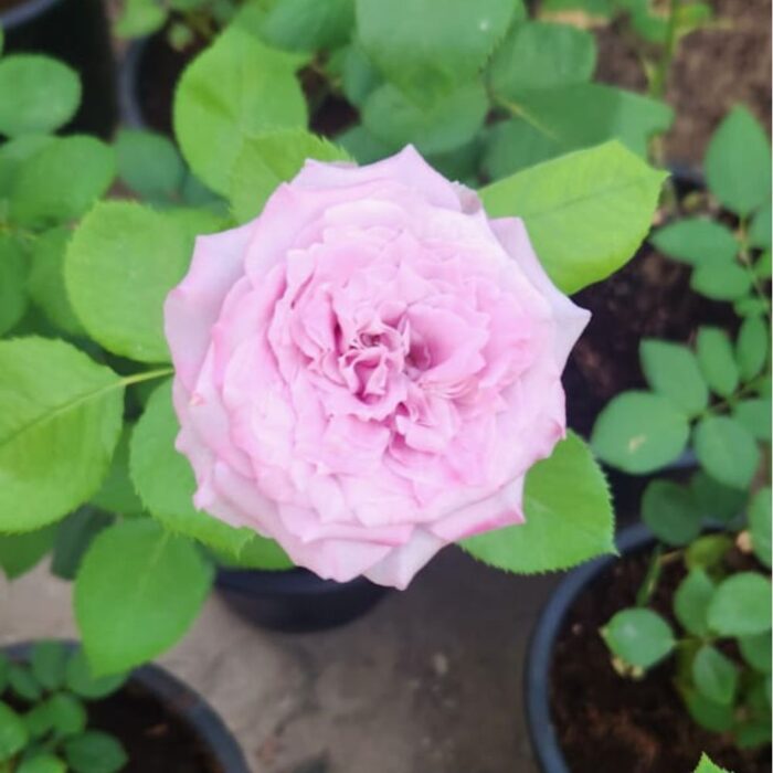 Light Pink Rose Flower