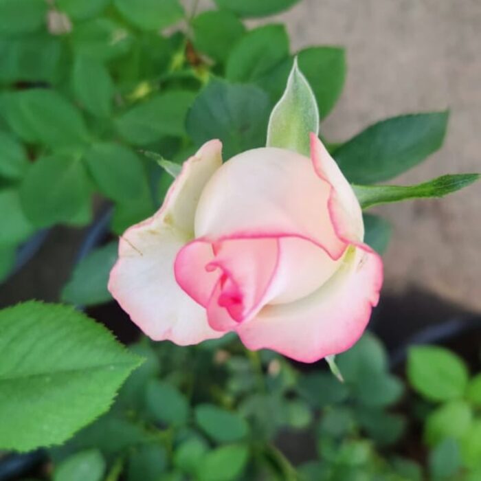 Pink Rose Flower