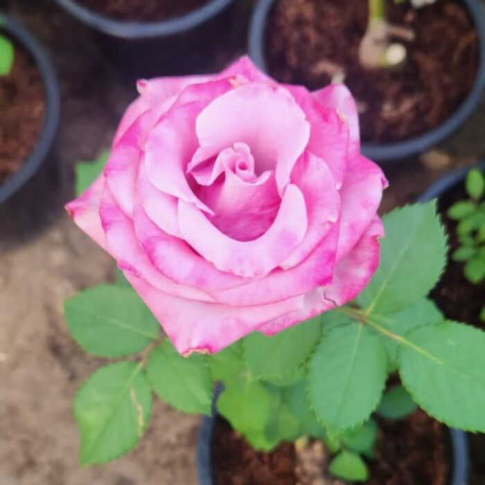 Pink Rose Outdoor Flower