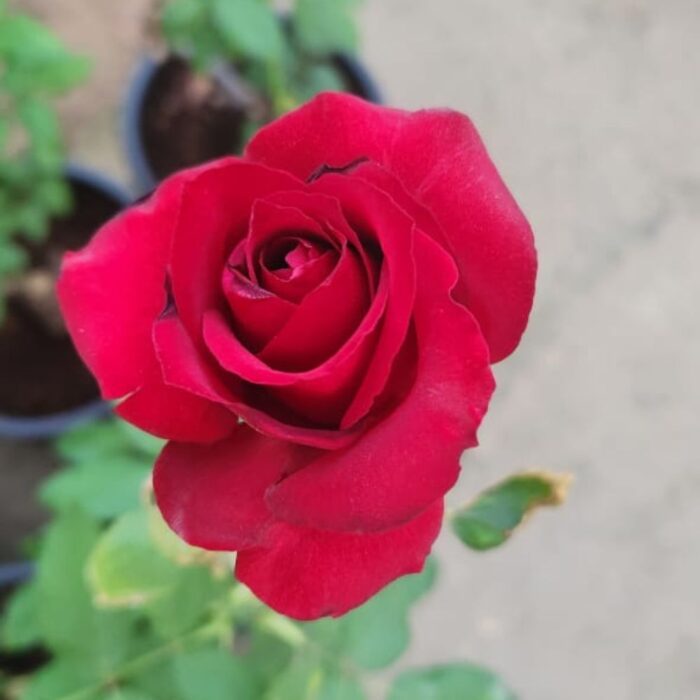 Red Rose Outdoor Flower
