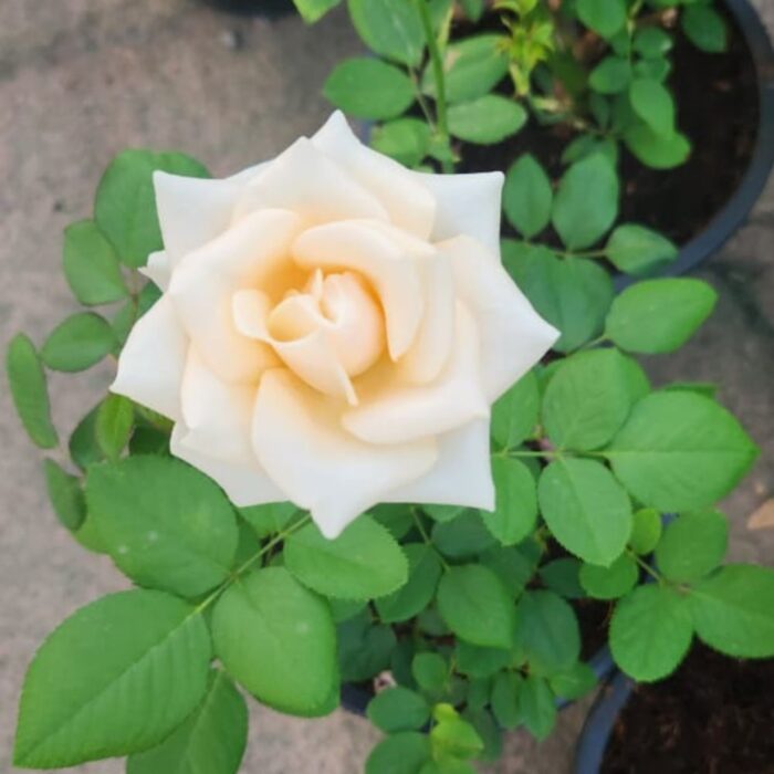 white Outdoor Rose Plant