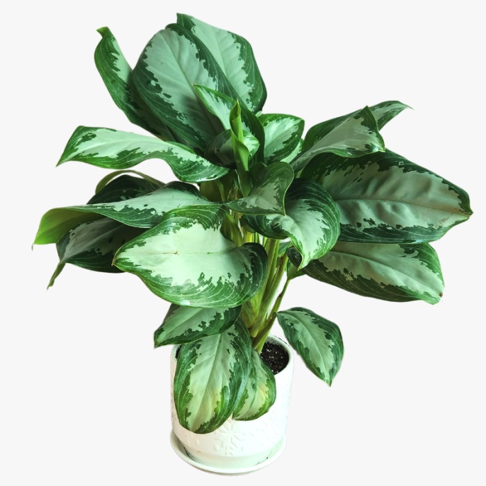 Aglaonema Sliver Bay Plant