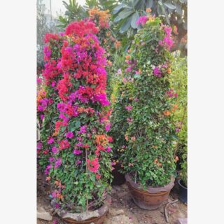 Bougainvillea cone shape in pot