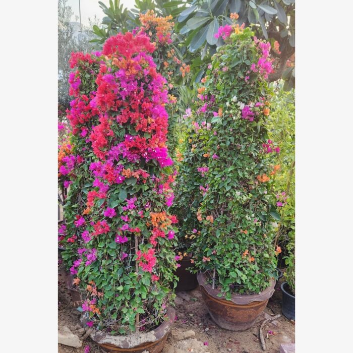 Bougainvillea cone shape in pot