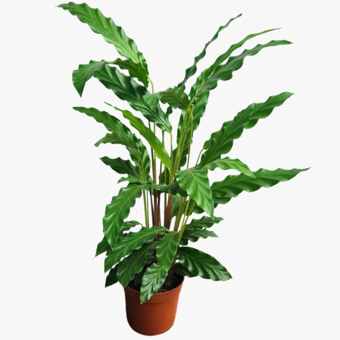 Calathea Bluegrass