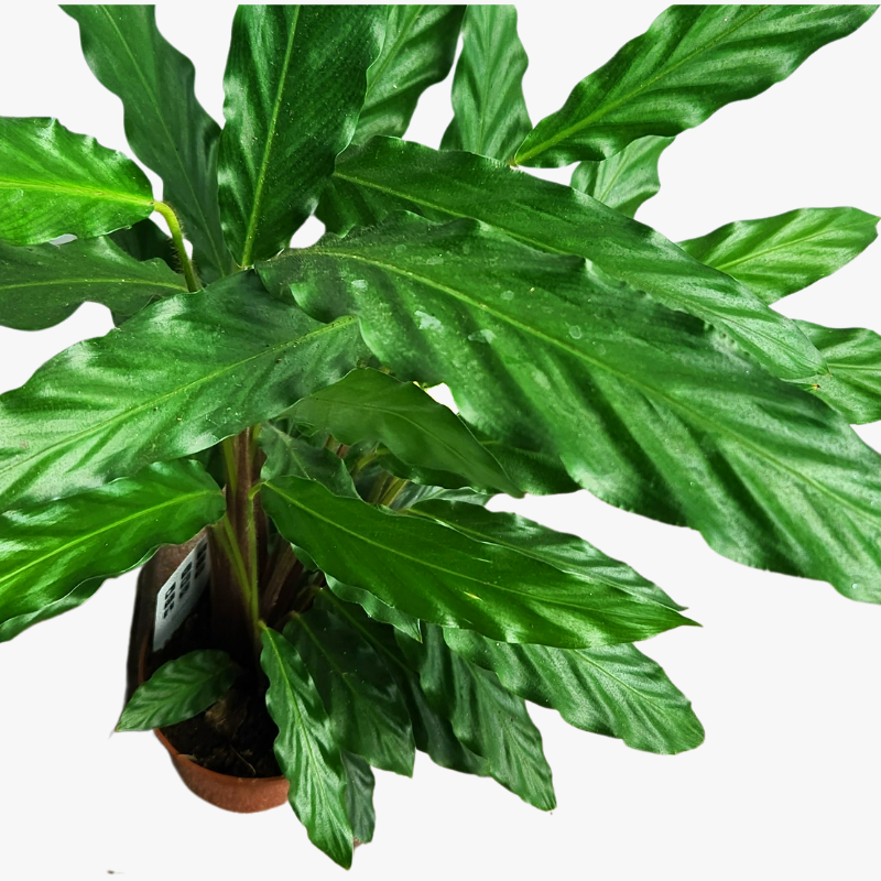 Calathea Bluegrass leave