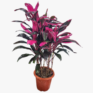 Hawaiian Ti Plant Cordyline Fruticosa Good Luck Plant