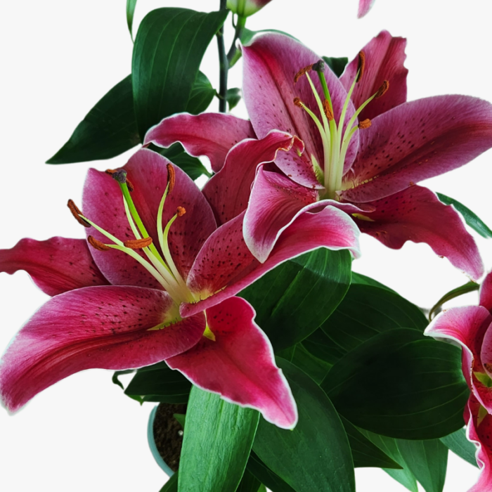 Beautiful Lilium Stargazer Flowers