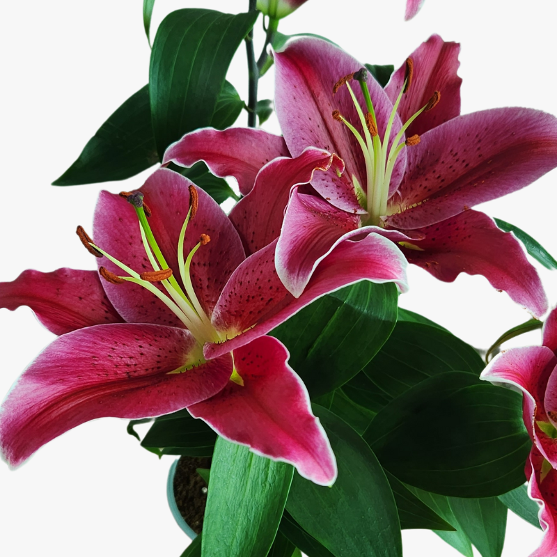 Lilium Stargazer Flowers