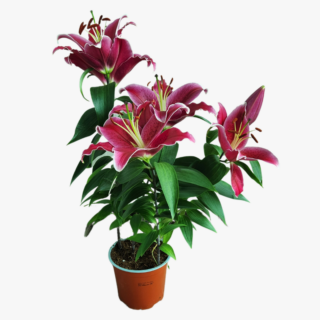 Lily Stargazer Plant in Pot