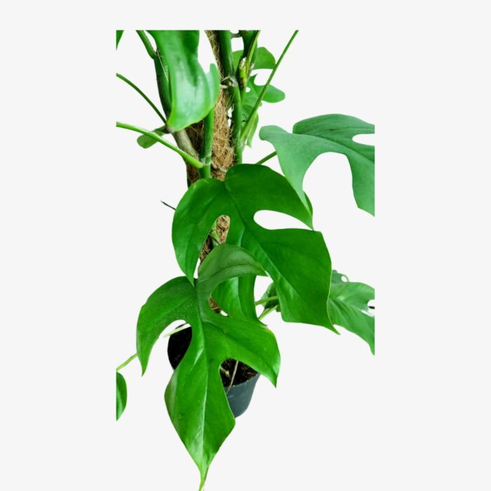 Monstera Rhaphidophora Plant Leaves