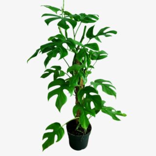 Monstera Rhaphidophora Plant in Pot