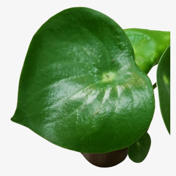 Peperomia Polybotrya Leaves