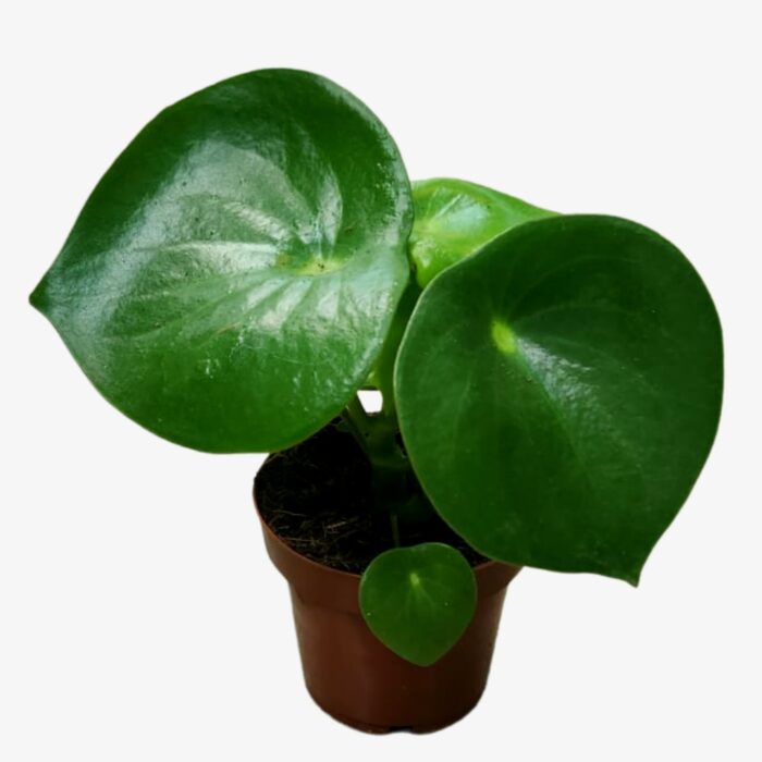 Peperomia Polybotrya Plant in Pot