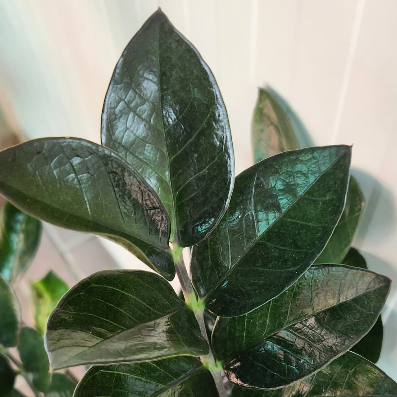 Zamioculcas Zamiifolia Supernova ZZ supernova Plant leaves