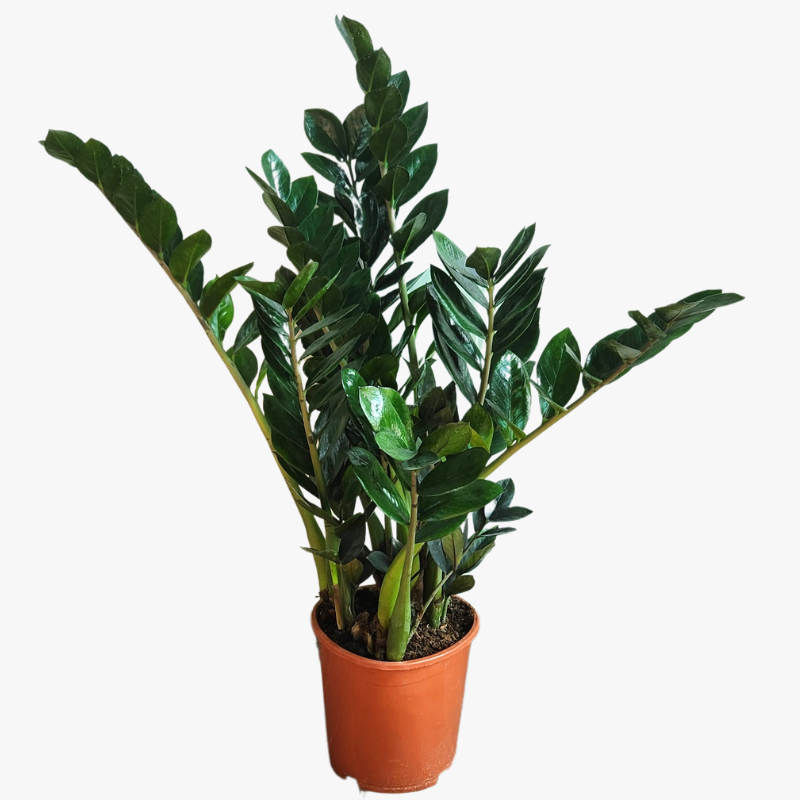 Zamioculcas Zamiifolia Supernova ZZ supernova Plant