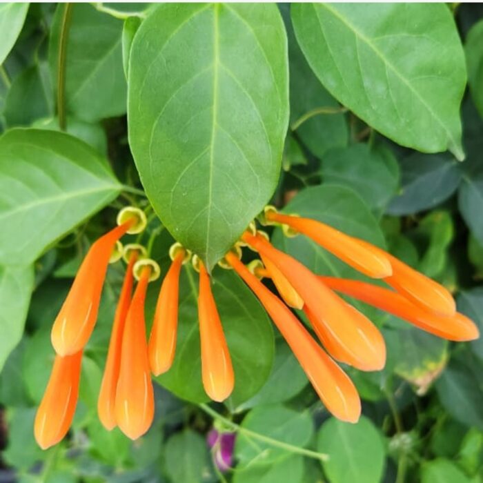 Flame trumpet flowers