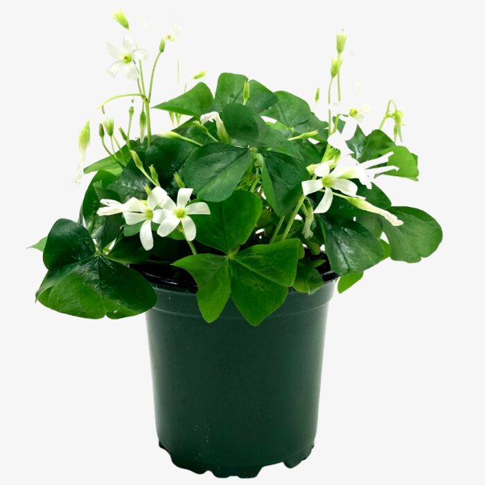 Green Oxalis Plant