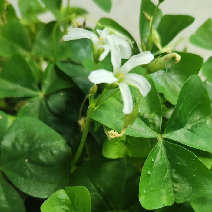 Green Oxalis Flower