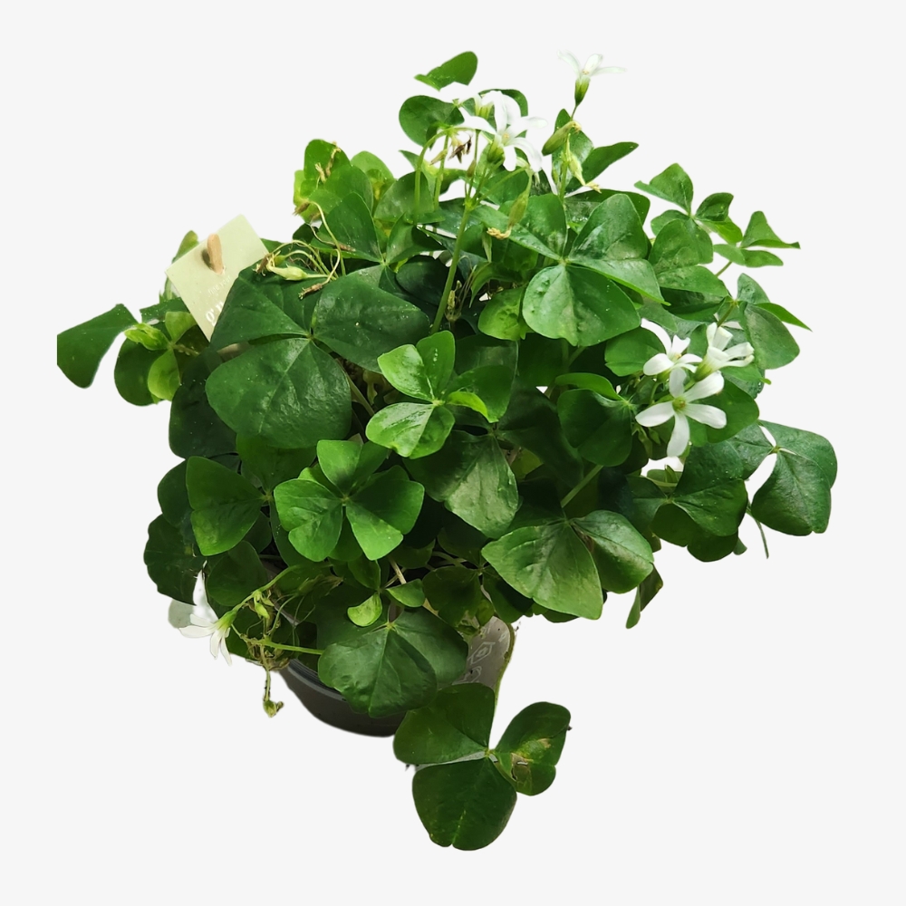 Green Oxalis Plant