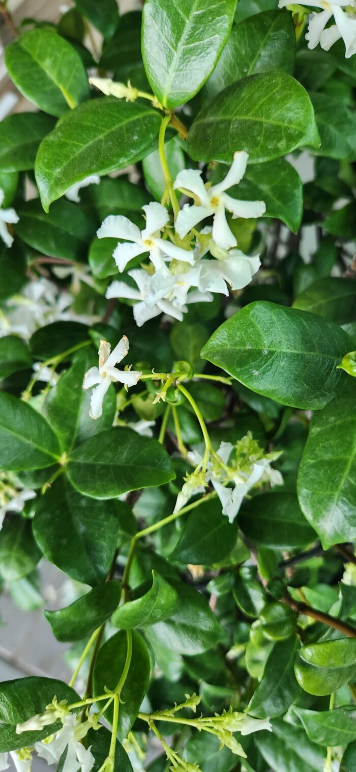 Star Jasmine Flowers