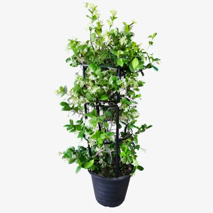 Star Jasmine Plant