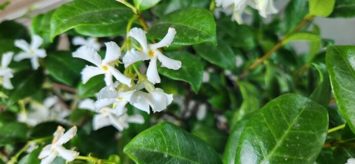 Star Jasmine