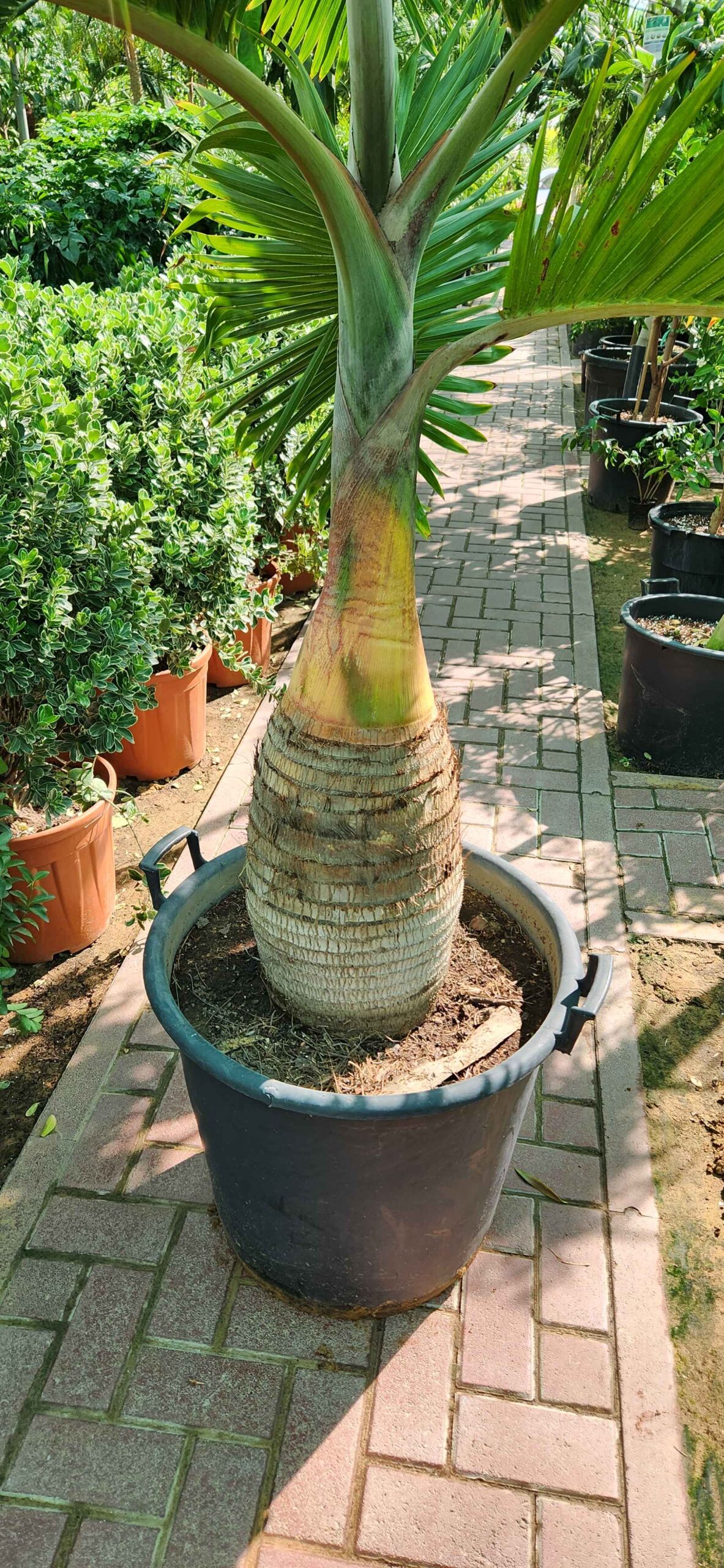 Bottle Palm stem