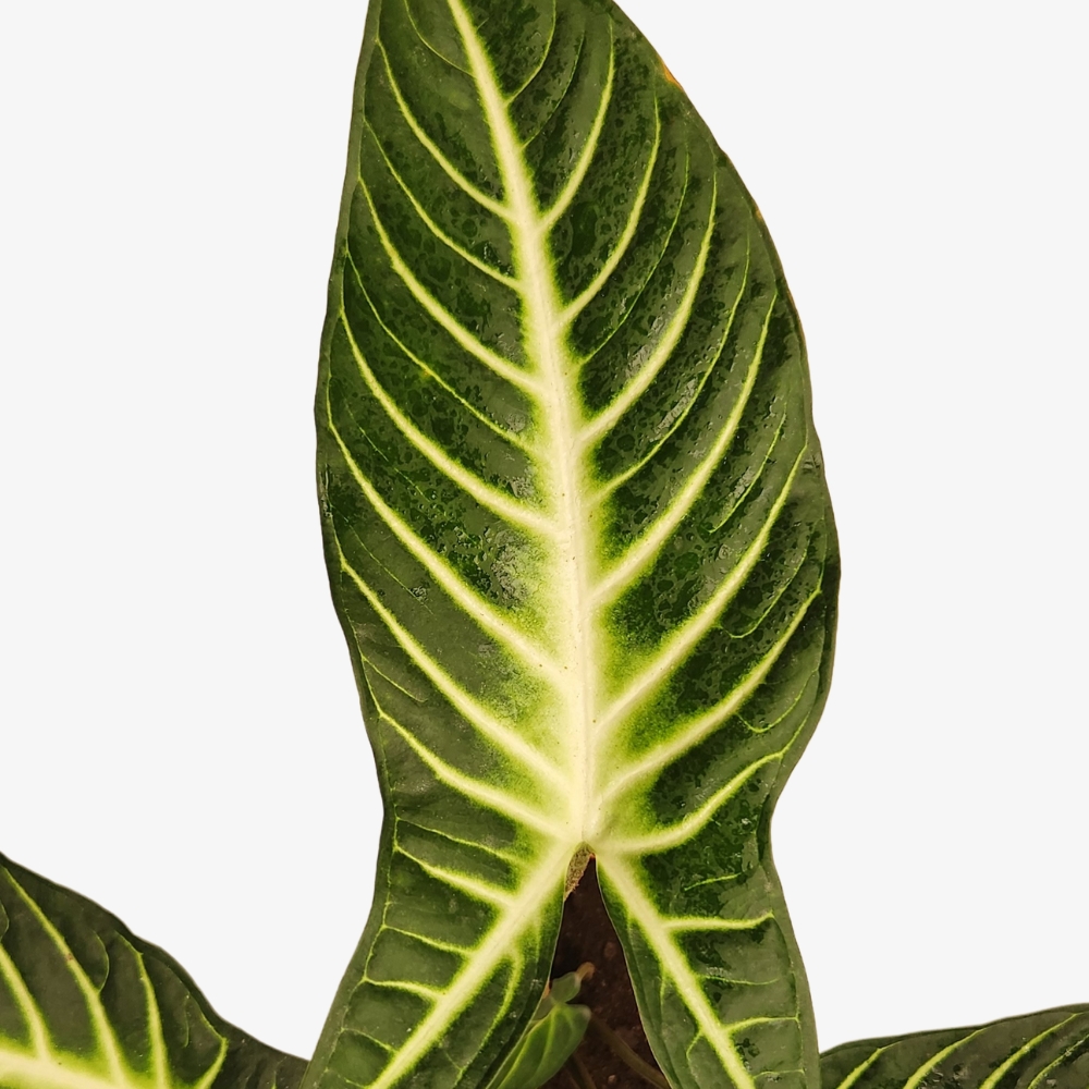 Caladium Lindenii Leaf