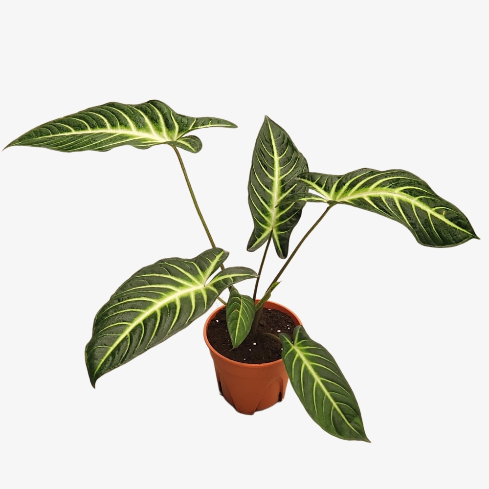 Caladium Lindenii Plant