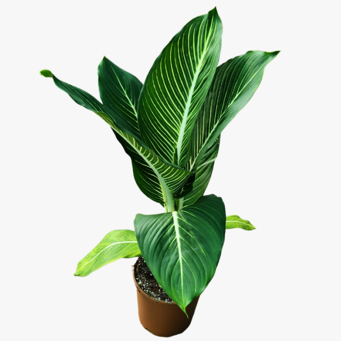 Dieffenbachia Sterling