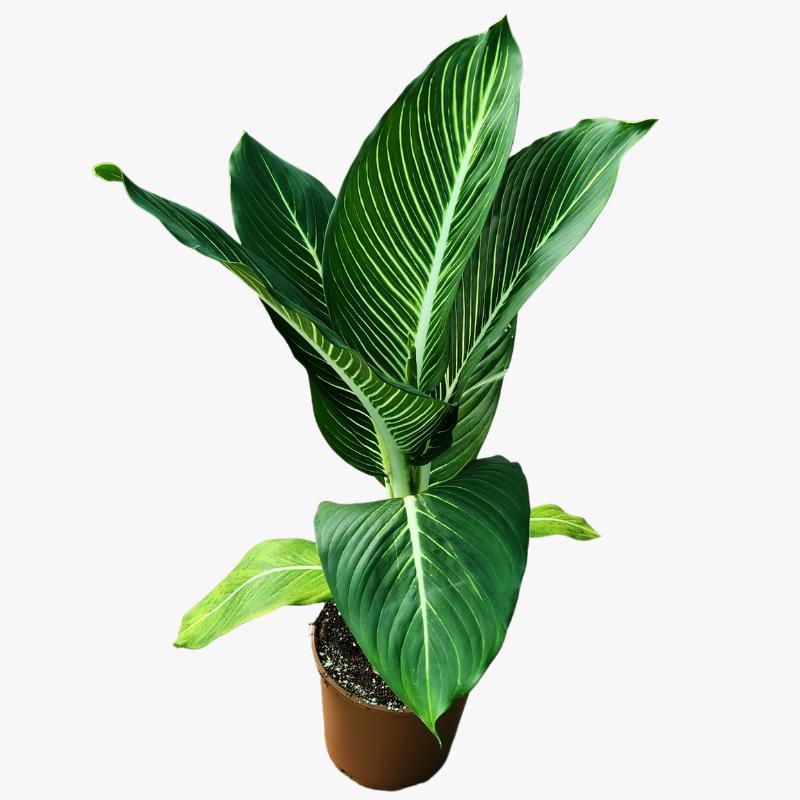 Dieffenbachia shop green magic