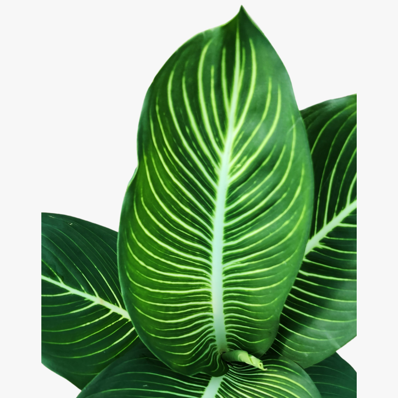 Dieffenbachia Sterling Leaf