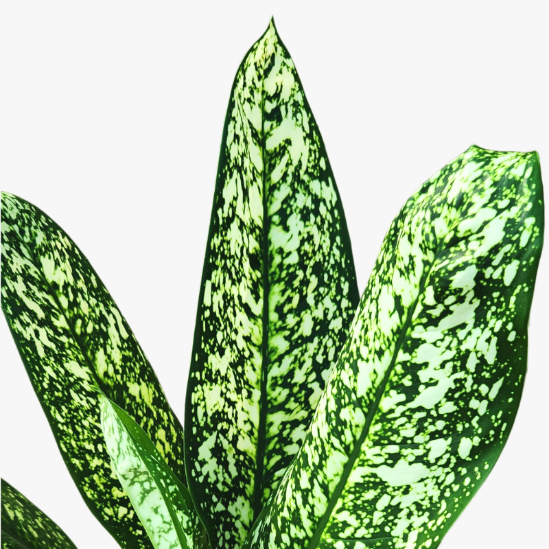 Dieffenbachia White Etna leave