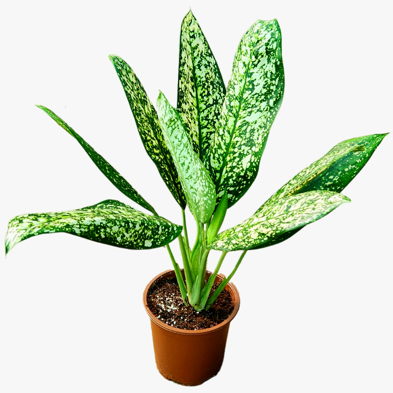 Dieffenbachia White Etna