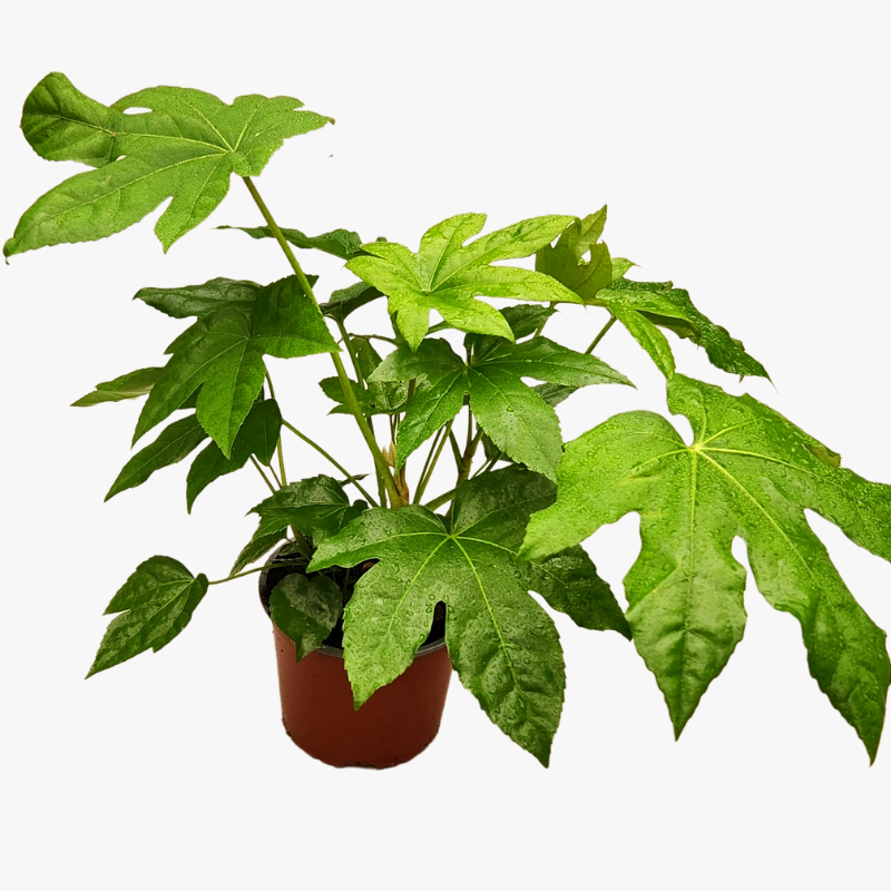 Fastia Japonica | Japanese Aralia | Indoor Plant | Halaplants.ae