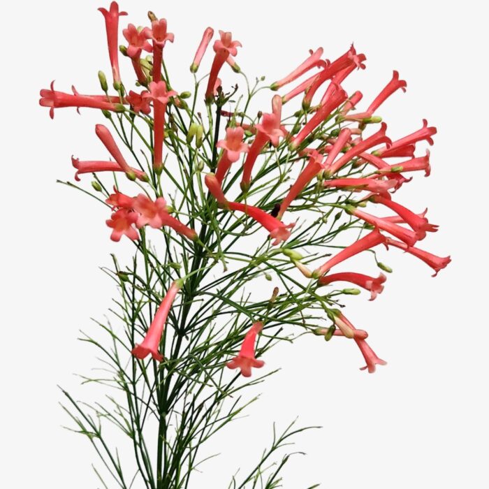 Firecracker Flowers