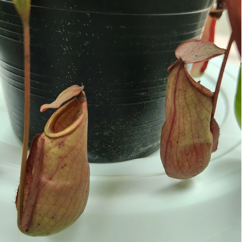 Pitcher Plant 1