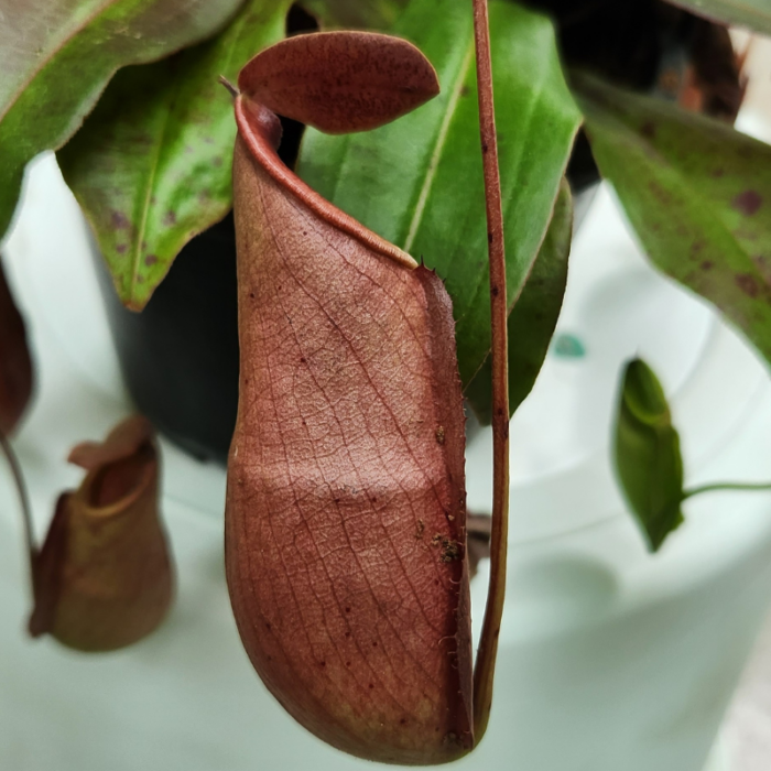 Pitcher Plant 2