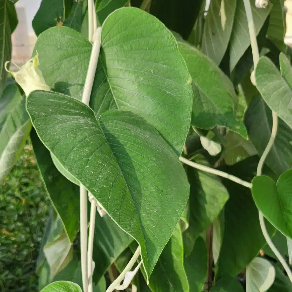 Elecphant creeper Leaves