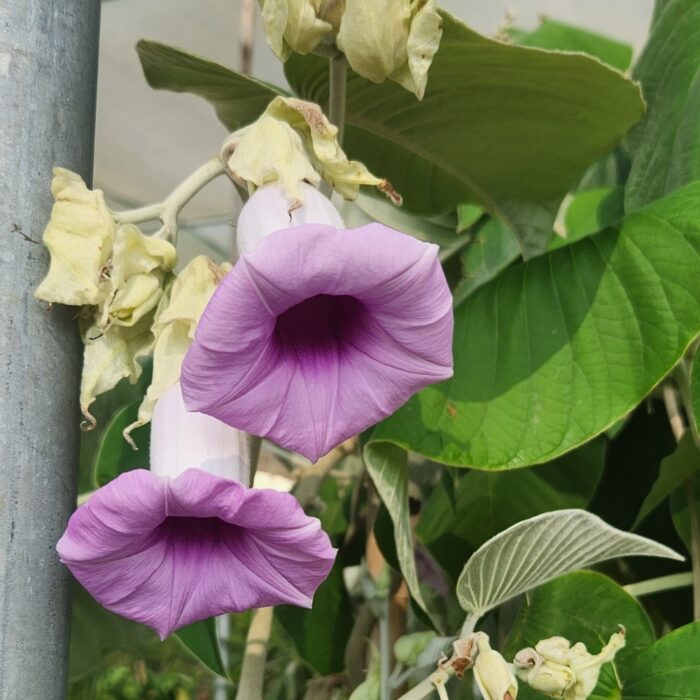 Elecphant creeper flower