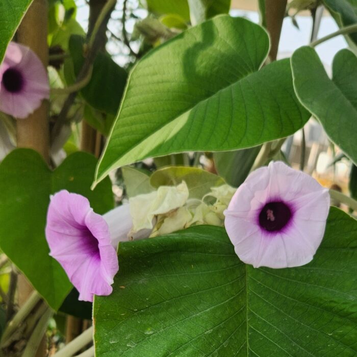 Elecphant creeper flowers