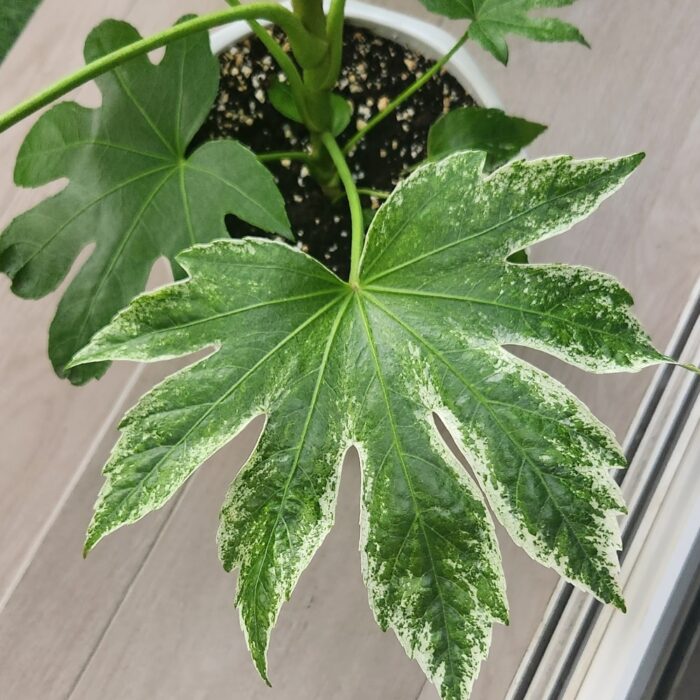 Fatsia Japonica Variegated Leaves