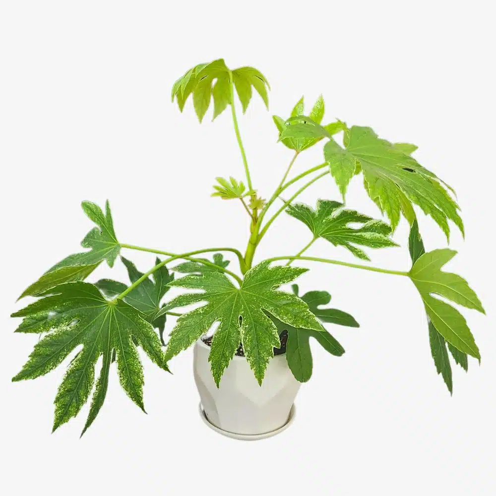 Fatsia Japonica Variegated Plant
