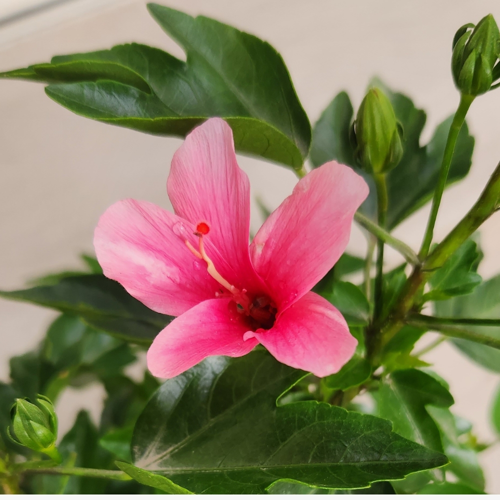 Pink hibiscus on sale